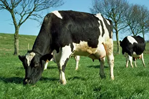 Diary: Friesian Cattle - diary cow grazing