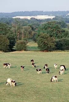 Friesian: FRIESIAN CATTLE - herd in field