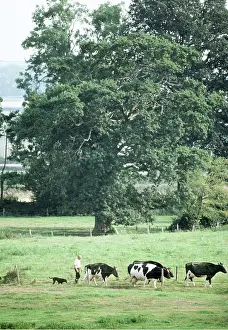 Farmers: Friesian Cattle - With herdsman