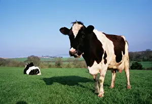 Friesians: FRIESIAN CATTLE - x two, chewing cud, one sitting in field