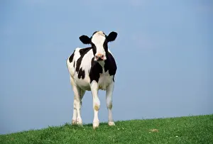 Friesian: Friesian Cow
