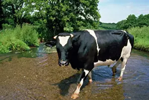Friesians: Friesian Cow - bull standing in stream