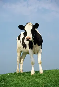 Friesian: Friesian Cow / Cattle - standing in field
