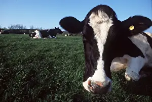 Friesian: FRIESIAN COW - close-up, sitting in field