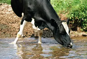 Friesians: Friesian COW - Drinking from river