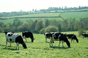 Friesian: Friesian Cow - grazing