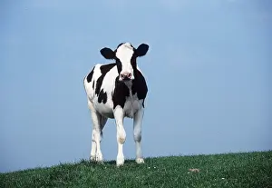 Friesian: Friesian Cow - standing in field