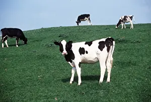 Friesian: Friesian Cow - x four grazing