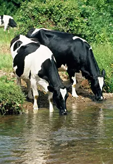 Friesians: Friesian COWS - Drinking from river