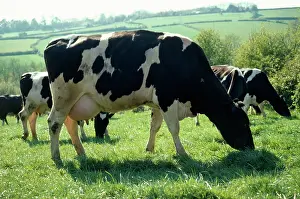 Friesians: Friesian Cows - grazing