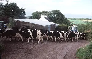Farms: Friesian Cows - for milking