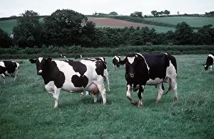 Farms: FRIESIAN COWS - with ringed bull in field