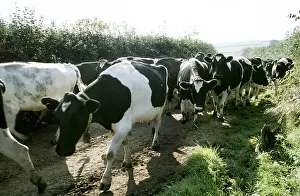 Tracks: Friesian Cows walking along path