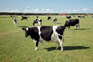 Friesian: Friesian dairy cattle on meadow