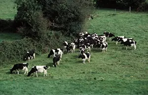 Herds: FRIESIAN DIARY COWS - herd in field