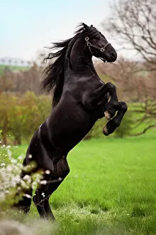 Exercise: Friesian or Frisian horse, stallion on a meadow