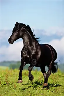 Dynamic: Friesian galloping, green meadow, Austria, Europe