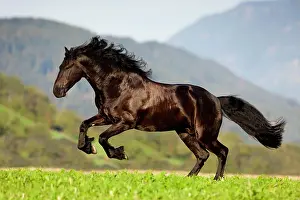 Cantering: Friesian galloping, summer, Austria, Europe