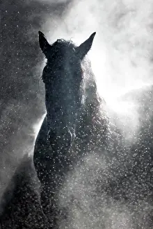 Steaming: Friesian gelding, black, steaming with backlighting