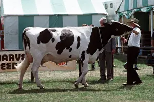 Owner: Friesian / Holstein Cow - At show
