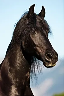 Friesian: Friesian horse, blue sky, Austria, Europe