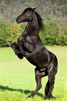 Elegance: Friesian horse on hind legs, meadow, forest, Austria