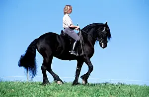 Riding: FRIESIAN HORSE - Being ridden