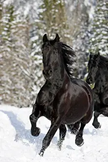 Elegance: Friesian horse trotting through snow, winter, Austria