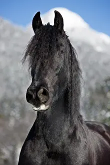 Elegance: Friesian horse, winter, Austria, Europe