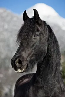 Elegance: Friesian horse, winter, Austria, Europe