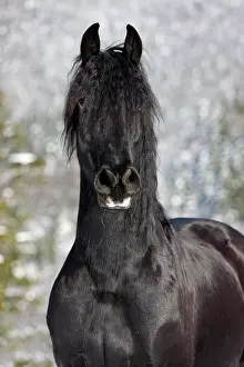 Elegance: Friesian horse, winter, Austria, Europe