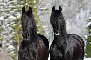 Elegance: Friesian horses, winter, Austria, Europe