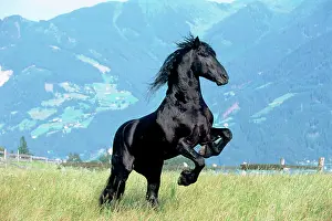 Rises: Friesian stallion rises, black, Vomperberg, North