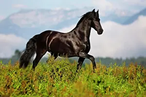 Trotting: Friesian trotting on green meadow, mountain range