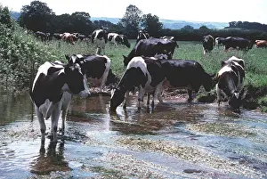 Friesian: FRIESIANS CATTLE - drinking from stream