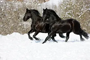 Elegance: Friesians trotting through snow, winter, Austria