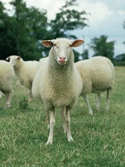 Gloucestershire: Friesland Milking Ewe