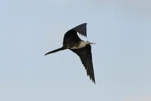 Frigate: Frigate Bird