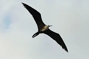 Frigate: Frigate Bird