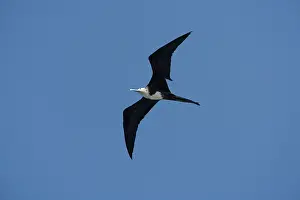Frigatebirds: Frigate Bird