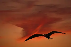 Frigate: Frigate Bird