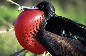 Frigatebirds: Frigate bird displaying
