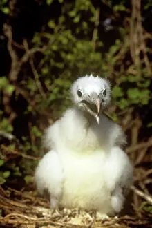 Frigatebirds: Frigatebird - chick