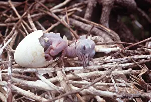 Hatching: FRIGATEBIRD - chick hatching