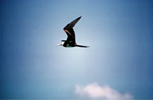 Frigatebirds: FRIGATEBIRD - flying