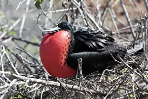 Galapagos: Frigatebird (Fregata) Galapagos Islands, Ecuador, S