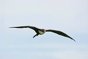 Kaua I: Frigatebird (Fregata magnificens) in flight