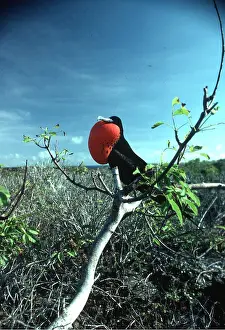 Frigatebirds: FRIGATEBIRD - male, perched on branch