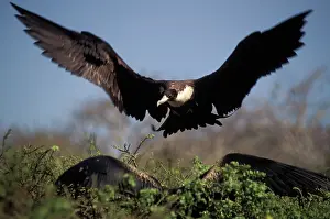 Fregata: Frigatebird mating display