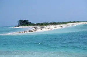 Frigate: Frigatebird Nesting Island